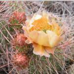 Blooming cactus in Buffalo Bill State Park near Cody, Wyoming