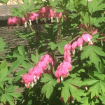 The bleeding hearts are blooming!