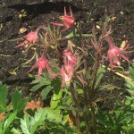 Praire Smoke - almost ready to bloom