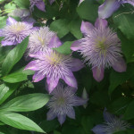 Clematis blooms!