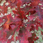 How can you not like the reds and greens of the fall oak leaves?!?