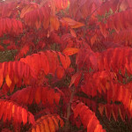 Gloriously red sumac bushes at the dog park