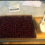 Purchased sour cherries ready to become jam!