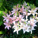 Soft pink prolific lilies in the landscaping by the house.