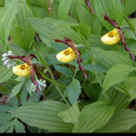 Just love seeing these ladyslippers - they are so incredible!
